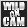 Wild On Cam